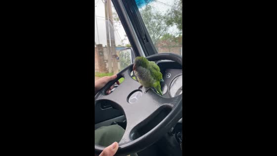 Feathered passenger: parrot perches on wheel in San Jorge, Argentina