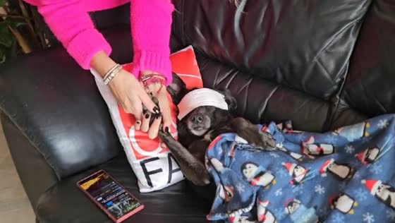 Dog enjoys relaxing spa massage inside office in Florence, Italy