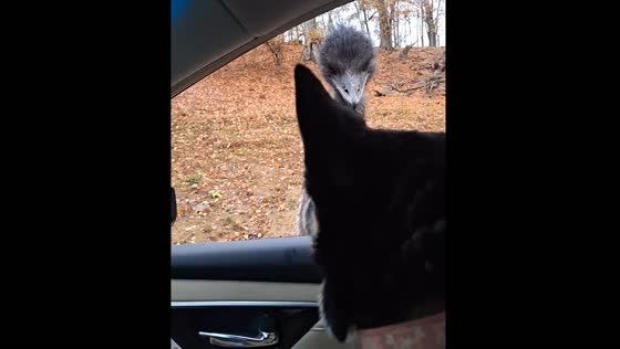 Dog and ostrich face-off in Bridgeport, West Virginia