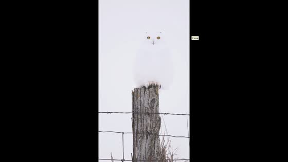 White owl spotted in snowy landscape in Ontario, Canada