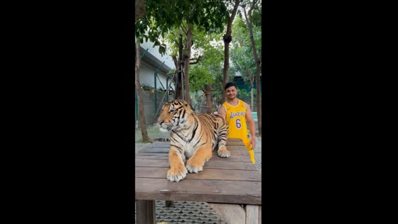 Unforgettable holiday: up close with tigers at Pattaya's Exotic Tiger Park