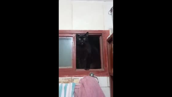 Cat caught spying through bathroom window in Santa Cruz de la Sierra, Bolivia