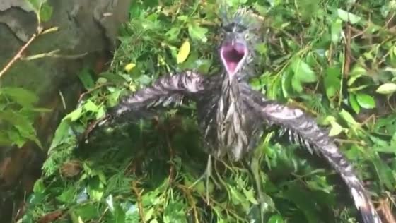  Bird rescued during typhoon Gaemi in Taipei, Taiwan