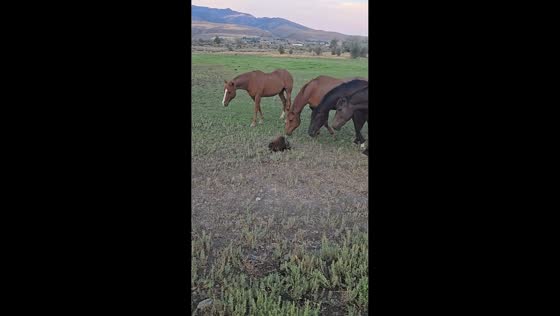Curious horses back away after investigating porcupine in McCammon, USA,