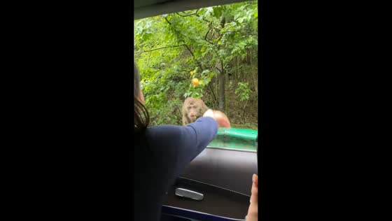 Monkey jumps into car during feeding attempt in Jiangsu, China