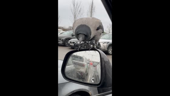 Crow enjoys snack from car mirror in Vilnius, Lithuania