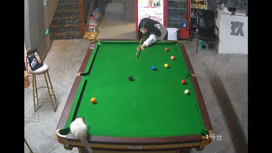 Cat joins billiards game in Heilongjiang, China