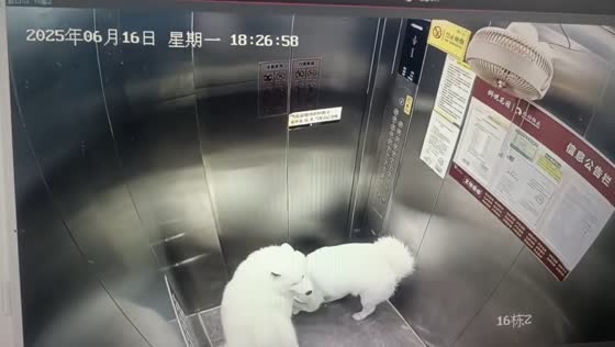 Security video shows two dogs panic after elevator doors close in Sichuan, China