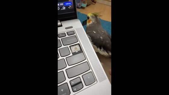 Mischievous cockatiel breaks laptop key in Liaoning, China