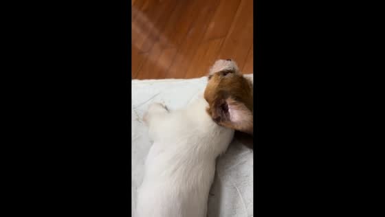 Playful puppy slides across floor while running indoors in Hubei, China
