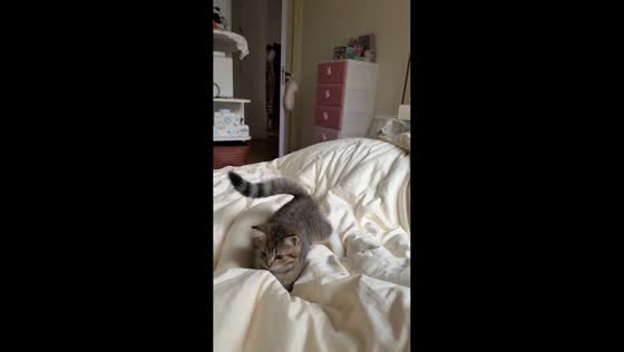 Playful kitten jumps around bed in Liaoning, China