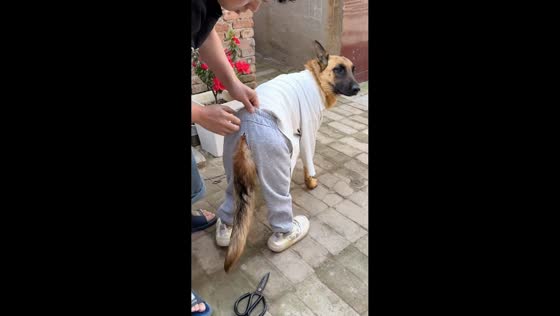 German Shepherd dressed in full outfit and runs in a funny way in Hebei, China