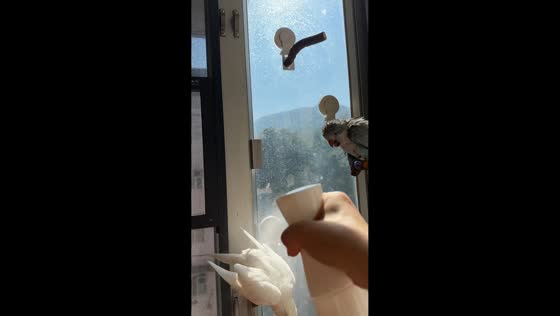 Adorable cockatiel enjoys playful shower dance in Hong Kong