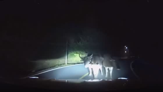 Close call: driver narrowly avoids collision with three cows on dark road in Jiangxi Province