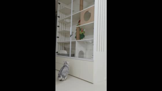 Cat bounces off a closed glass door while entering its cat villa in Shaanxi, China