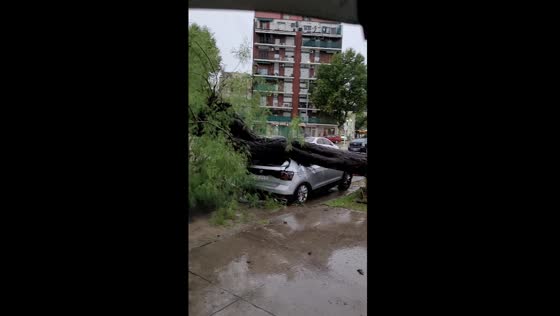 Storm's fury: tree uprooted, damaging parked vehicle in Liniers, Buenos Aires