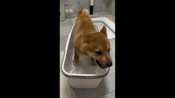 Playful Shiba Inu turns bath time into splash session in Sichuan, China