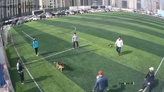 German Shepherd joins casual football game in Shandong, China