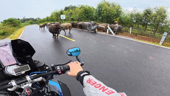 Water buffalo charges toward a motorcyclist stopped beside the highway in Hainan, China