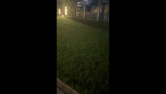 Dog runs into fence while playing outdoors in Hubei, China