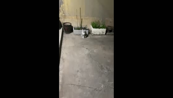 Ball bounces off cat’s face in Hebei, China