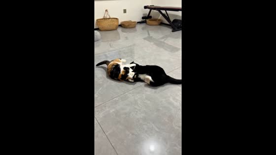 Two cats in playful scuffle in Beijing, China