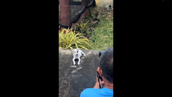 Beltran the poser: Manila's photogenic pooch