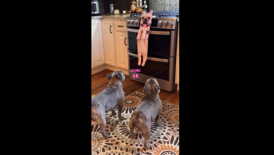 Curious canines Mike & Frankie confront intriguing Frenchie toy