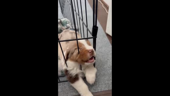 Adorable Australian Shepherd puppies nap and nibble in Atlanta, USA