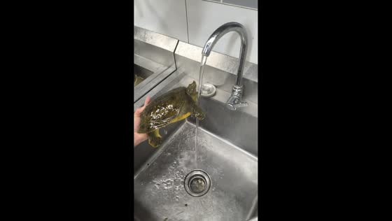 Turtle hangs from faucet during playful kitchen moment in Jiangsu, China