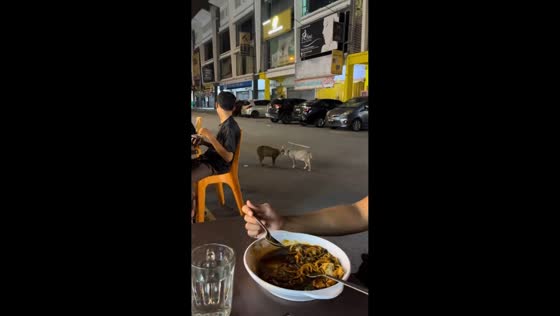 Tense face-off between two cats on the road in Kajang Putra, Malaysia