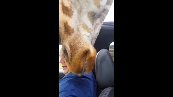 Giraffe peeks through vehicle roof and licks visitor at Safari Park in Bewdley, England