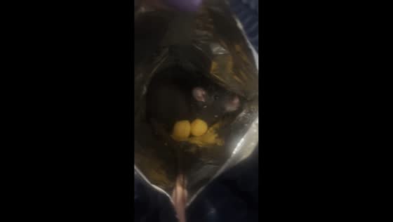Pet rat hides inside snack bag in São Paulo, Brazil 