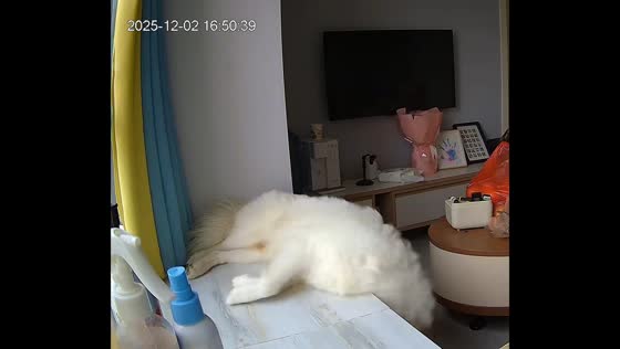 Samoyed dog accidentally falls from windowsill in Sichuan, China