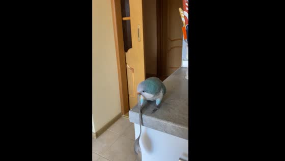 Parakeet Korzhyk flies with heavy spoon in Lviv, Ukraine