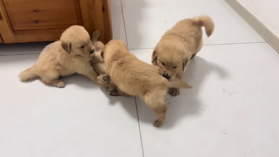 Playful golden retriever puppies interacting in Liaoning, China
