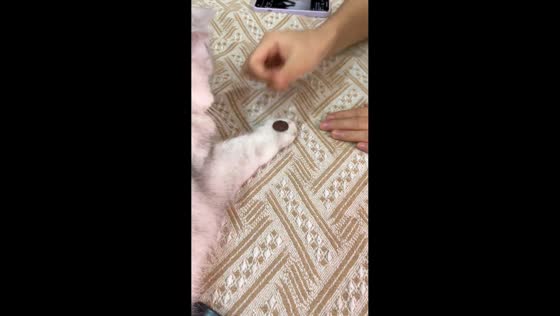 Cat mimics owner’s coin trick in Chongqing, China