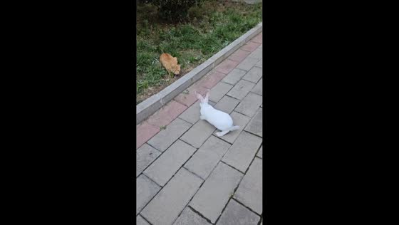 Cat lunges at rabbit on roadside in Shanxi, China