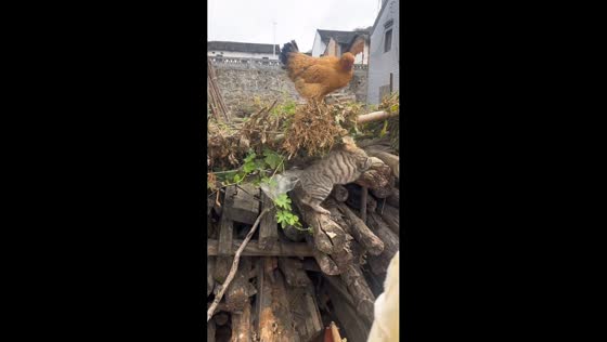 Cat playfully attacks chicken atop scrap wood in Guangxi, China