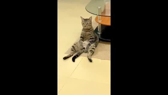 Tabby cat sits upright like a human in Guangdong, China