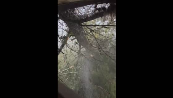 Tree falls on house during Hurricane Helene in Asheville, North Carolina