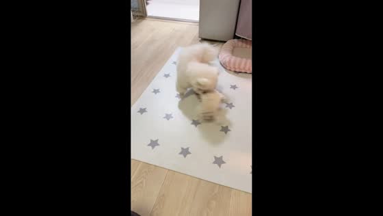 Mother dog playfully bothers puppy in Jiangsu, China