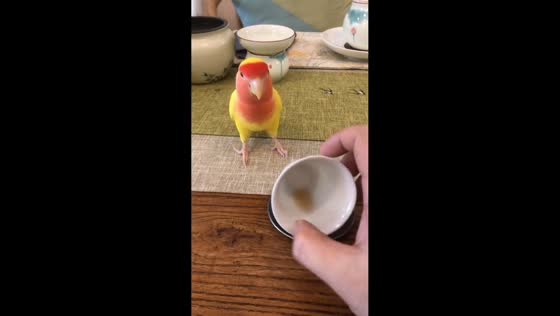 Playful parrot knocks over teacup in Chongqing, China