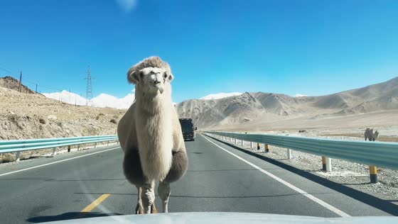 Camel blocks traffic by standing in middle of highway in Xinjiang, China
