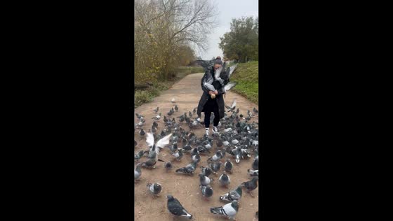 Pigeons flock around woman feeding them in Exeter, England, UK
