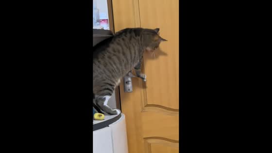 Cat unlocks and opens door by itself in Shaanxi, China
