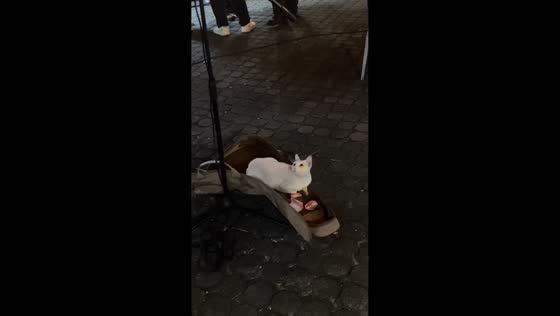 Cat captivated by street musician in Quezon City, Philippines
