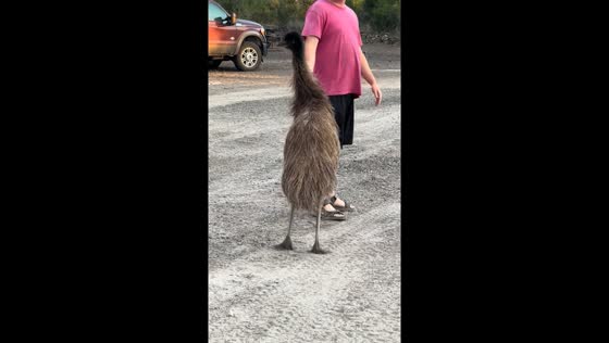 Crazy emu Jeffrey MeeMuu's hilarious antics in Three Rivers, Texas