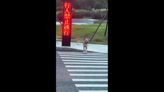 Dog waits for green light before crossing street in Zhejiang, China