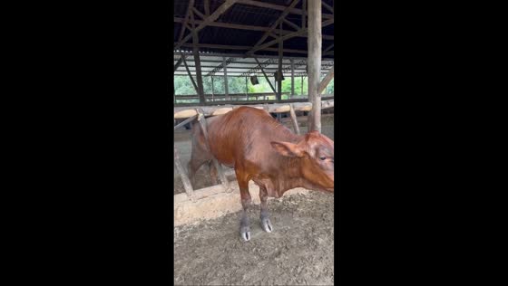 Farmer saves stuck cow with chainsaw in Piranga, Brazil